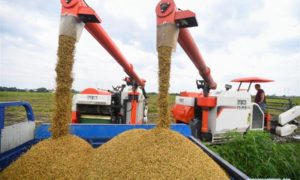 全国早稻总产量增长2.7%